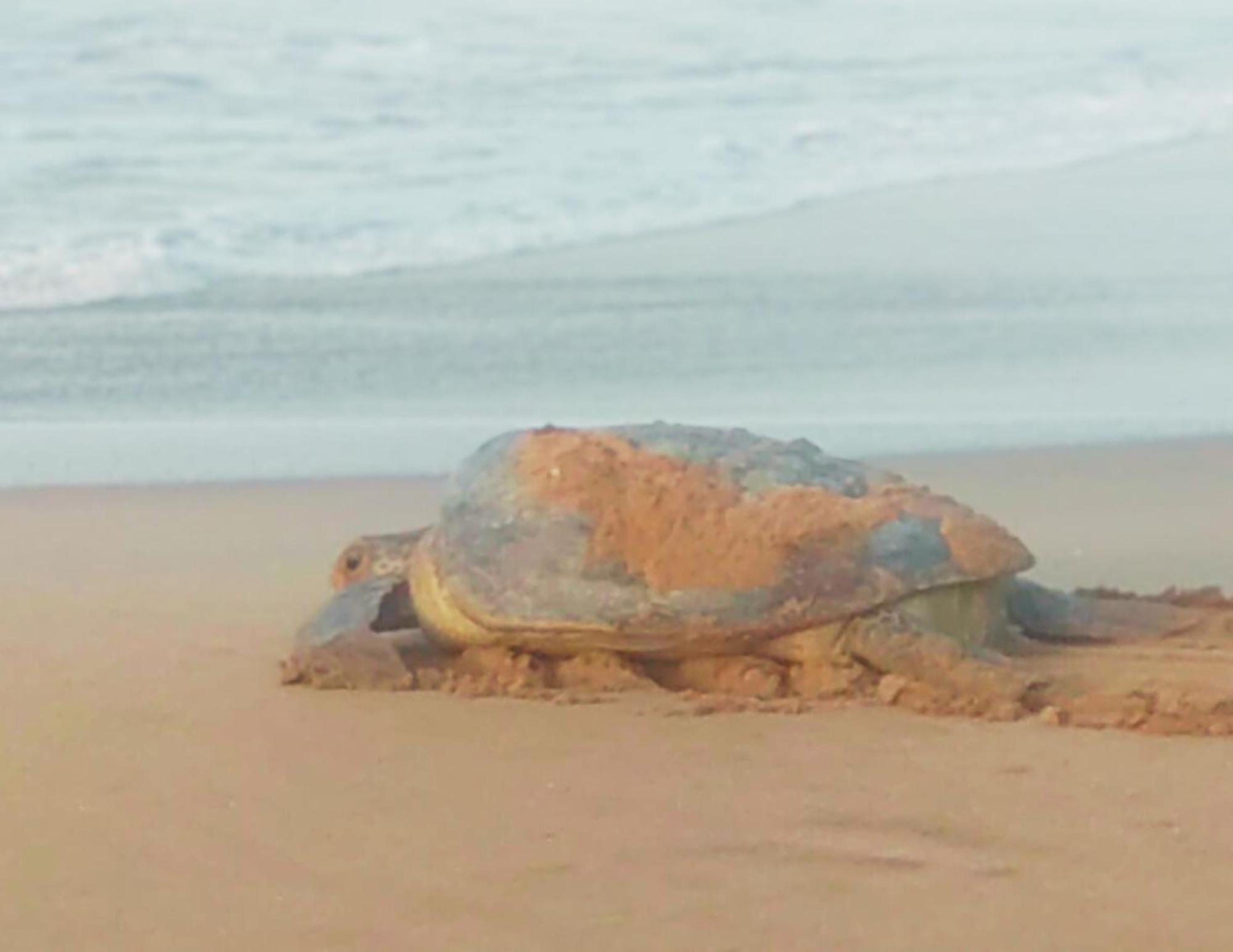 Amour At Turtle Beach Tangalle Exterior photo