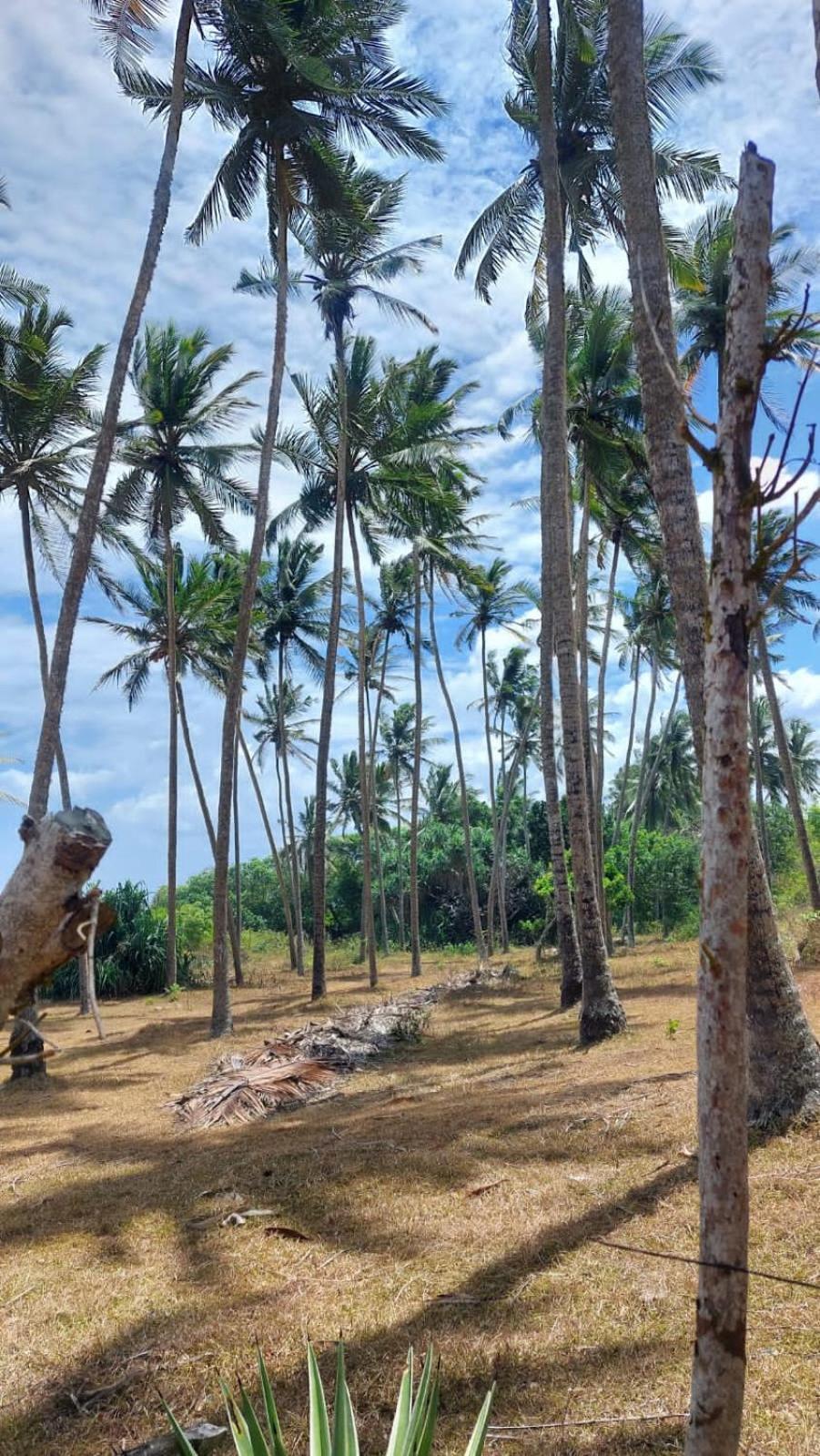 Amour At Turtle Beach Tangalle Exterior photo